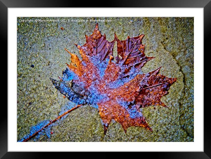 Frozen Leaf on Stone Framed Mounted Print by Martyn Arnold