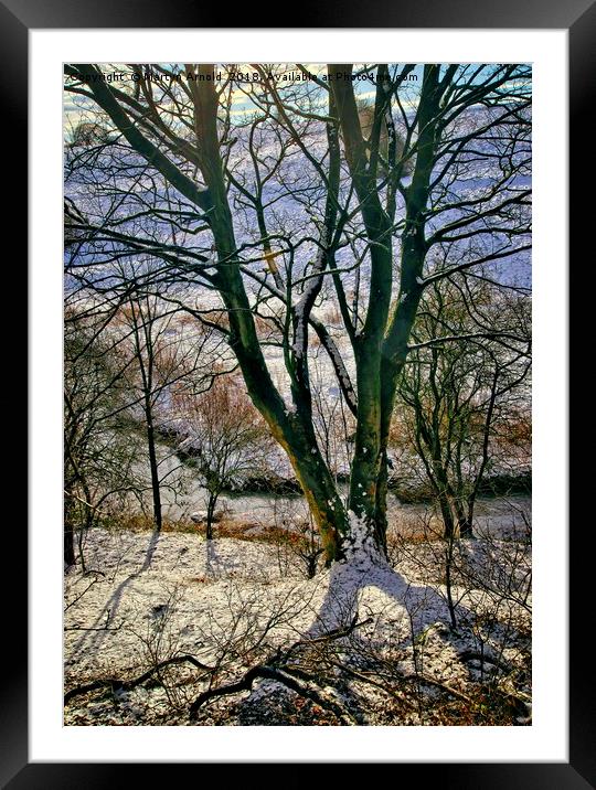 Winter Trees Framed Mounted Print by Martyn Arnold