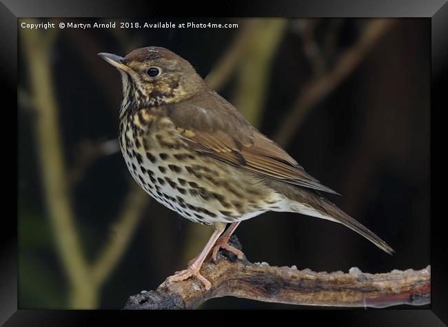 Song Thrush  (Turdus philomelos) Framed Print by Martyn Arnold