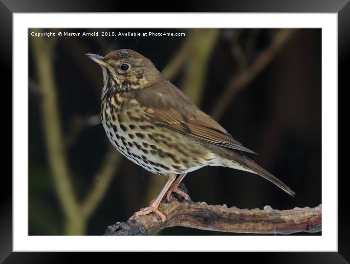 Song Thrush  (Turdus philomelos) Framed Mounted Print by Martyn Arnold