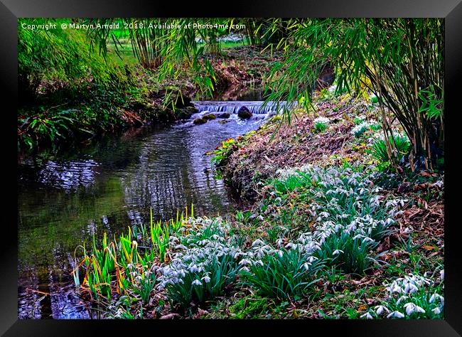 Snowdrop Stream  Framed Print by Martyn Arnold