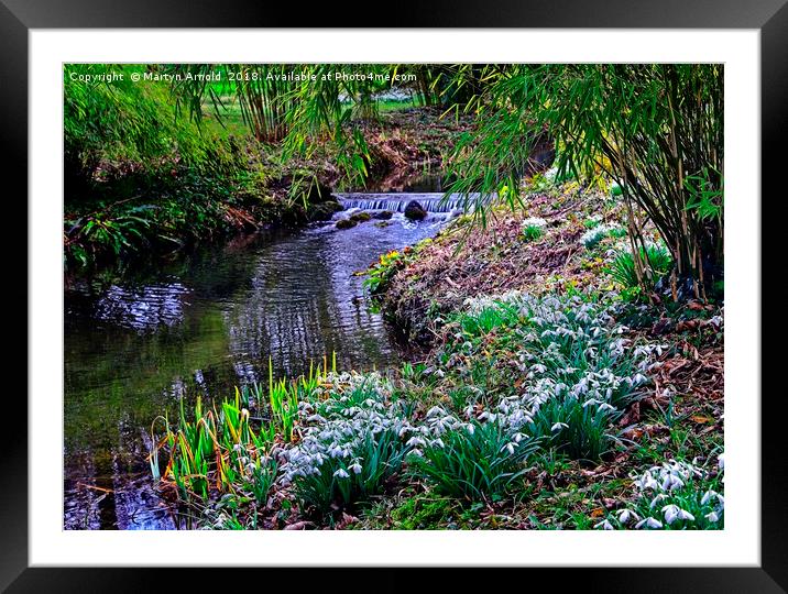 Snowdrop Stream  Framed Mounted Print by Martyn Arnold