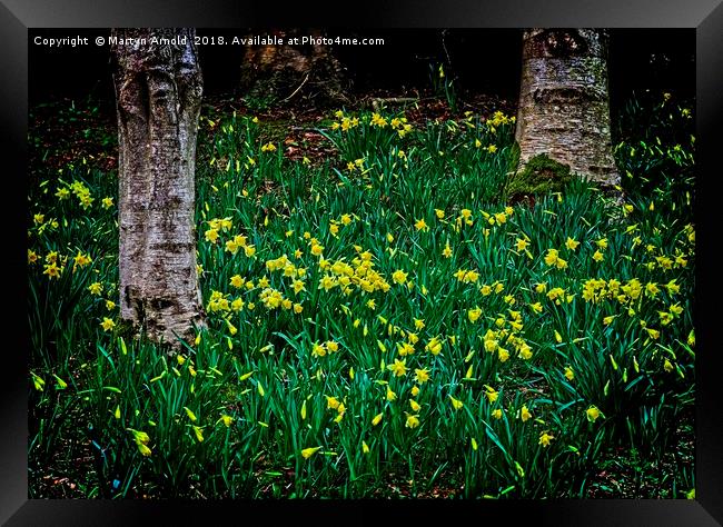 Spring Daffodils Framed Print by Martyn Arnold