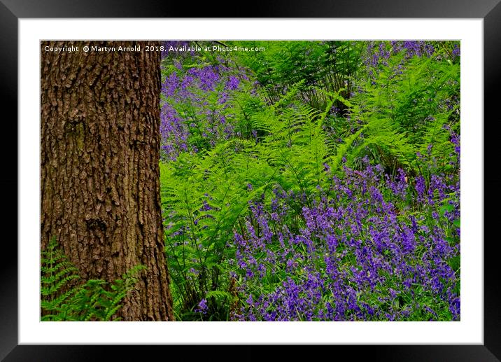 Bluebell Wood Colours Framed Mounted Print by Martyn Arnold
