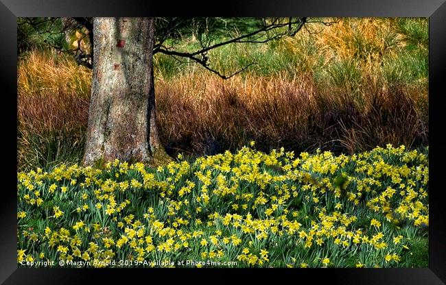 Daffodil Valley, Farndale, Yorkshire Framed Print by Martyn Arnold