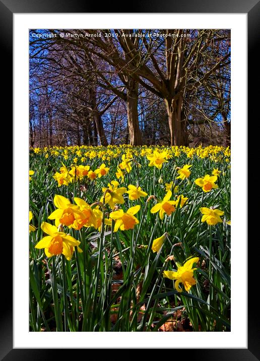 Spring Daffodils (Narcissus) Framed Mounted Print by Martyn Arnold