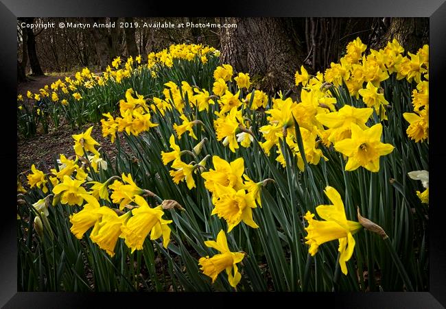 Spring Daffodils at Hardwick Park Framed Print by Martyn Arnold