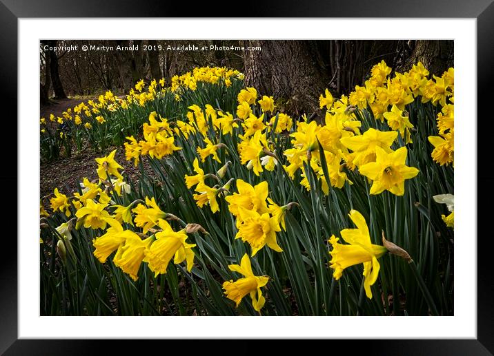 Spring Daffodils at Hardwick Park Framed Mounted Print by Martyn Arnold