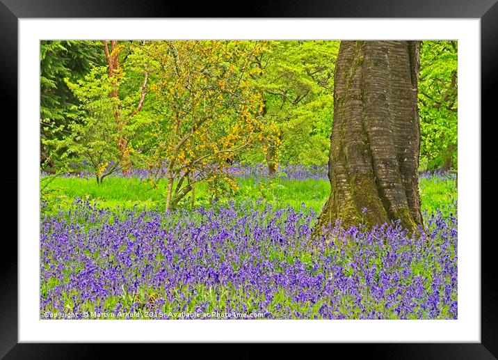 Spring Bluebells and Blossom Framed Mounted Print by Martyn Arnold