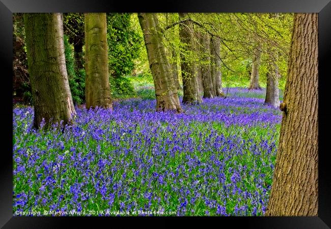 Carpet of Spring Woodland Bluebells Framed Print by Martyn Arnold