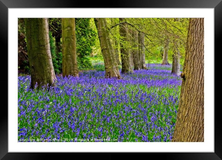 Carpet of Spring Woodland Bluebells Framed Mounted Print by Martyn Arnold