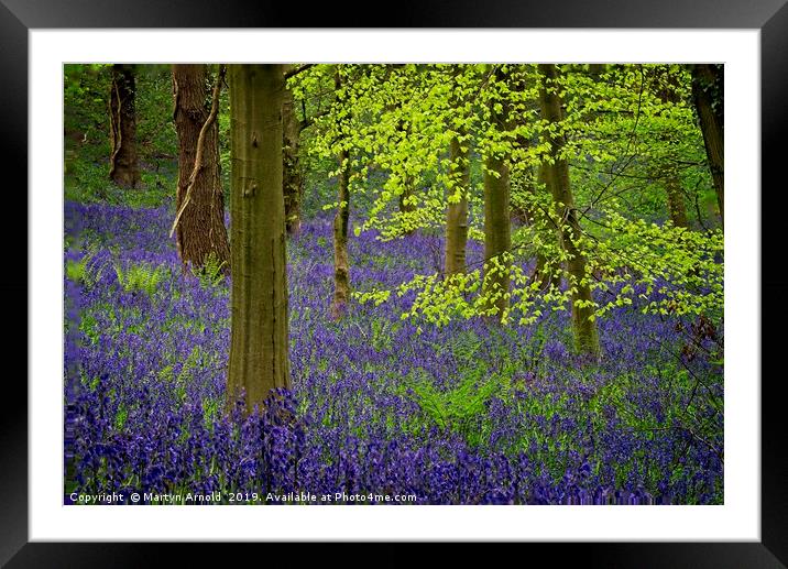 Durham Bluebell Wood Framed Mounted Print by Martyn Arnold