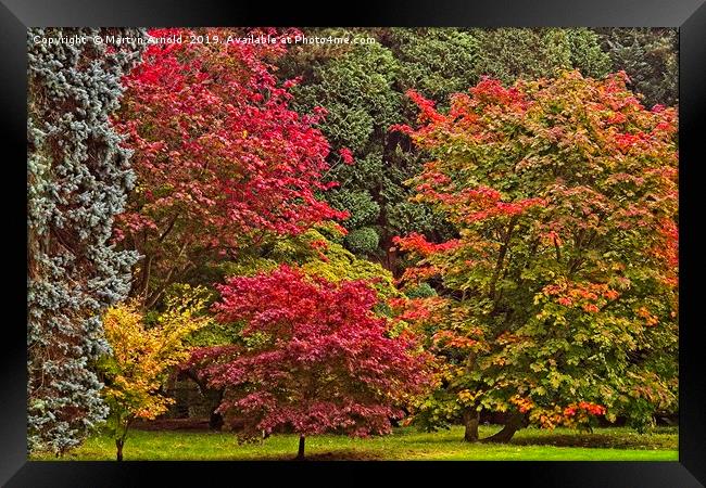 Acer Glade in Autumn Framed Print by Martyn Arnold