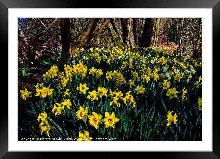 Woodland Daffodils Framed Mounted Print by Martyn Arnold