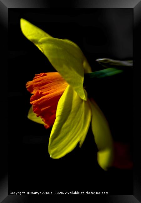 Daffodil (Narcissus) Study Framed Print by Martyn Arnold