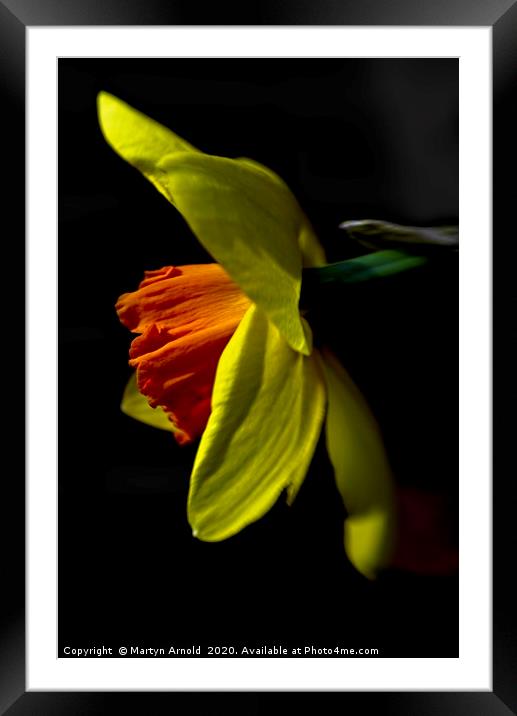 Daffodil (Narcissus) Study Framed Mounted Print by Martyn Arnold
