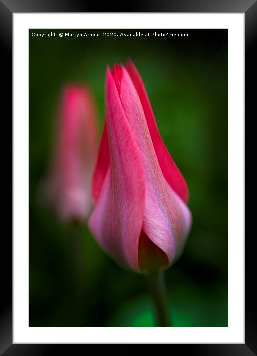 Unfolding Tulip Framed Mounted Print by Martyn Arnold