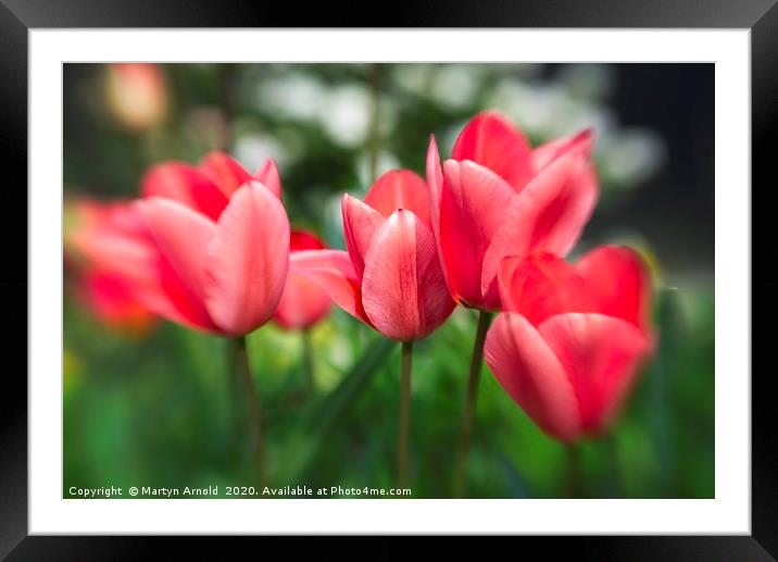 Pink Tulips Framed Mounted Print by Martyn Arnold