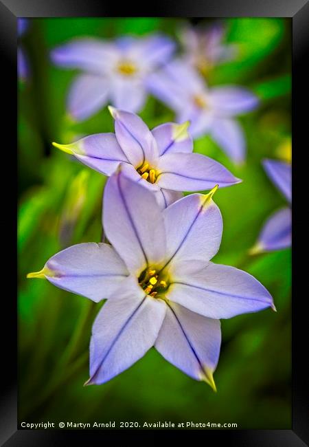 Spring Starflower (Ipheion uniflorum) Framed Print by Martyn Arnold