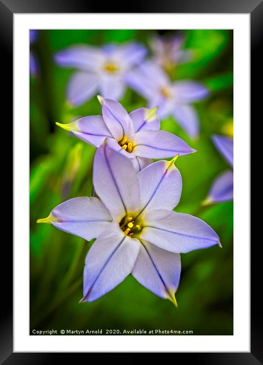 Spring Starflower (Ipheion uniflorum) Framed Mounted Print by Martyn Arnold