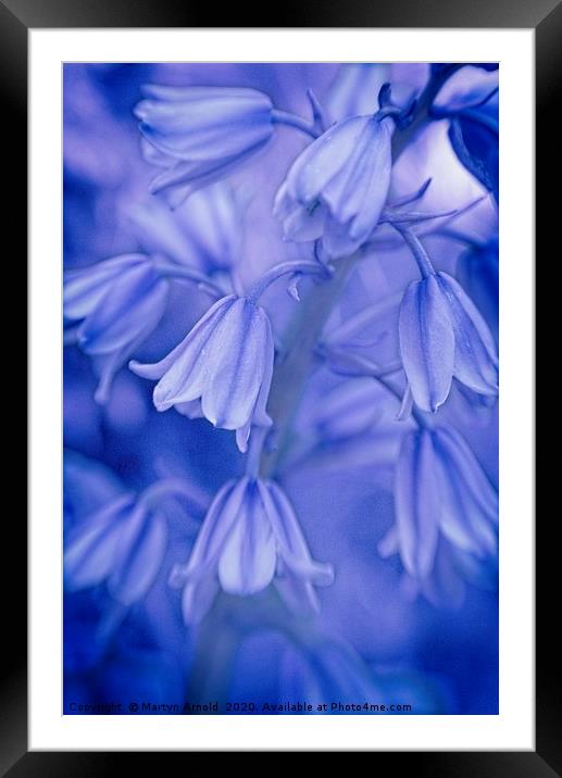 Spanish Bluebells Art Framed Mounted Print by Martyn Arnold