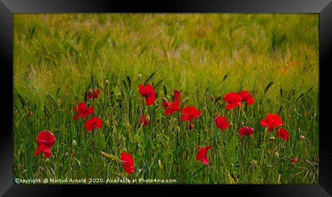 Poppies and Corn Framed Print by Martyn Arnold