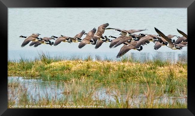 Canada Geese at Rutland Water Framed Print by Martyn Arnold
