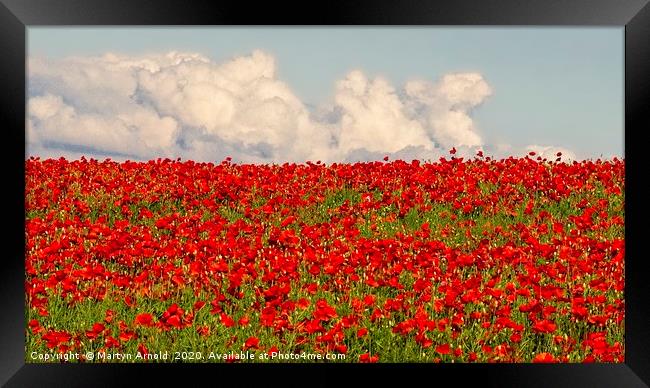 Poppy Panorama Framed Print by Martyn Arnold