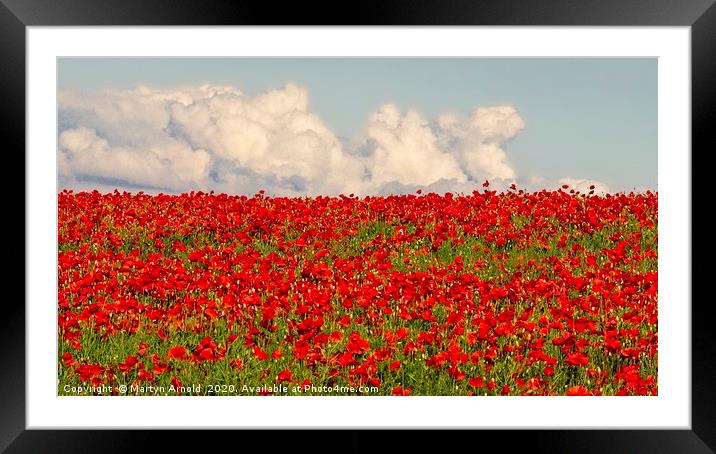 Poppy Panorama Framed Mounted Print by Martyn Arnold