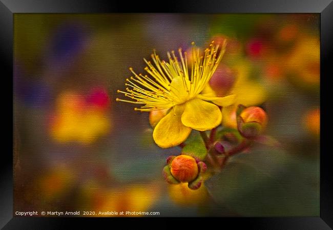 Arty Hypericum Framed Print by Martyn Arnold