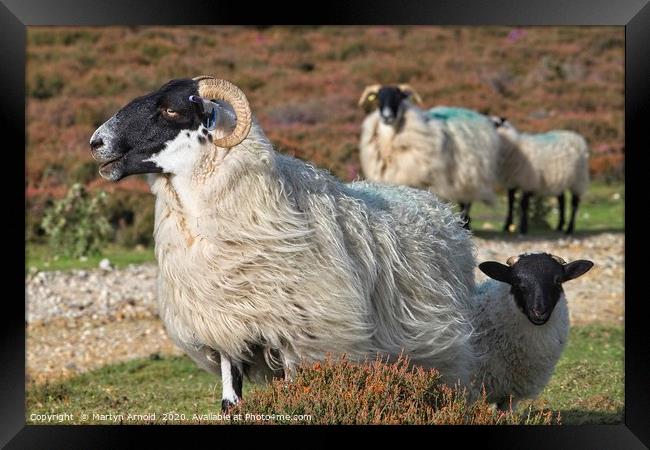 Moorland Sheep Framed Print by Martyn Arnold