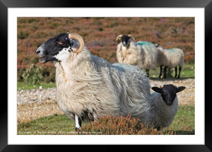 Moorland Sheep Framed Mounted Print by Martyn Arnold