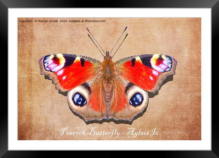 Peacock Butterfly Framed Mounted Print by Martyn Arnold