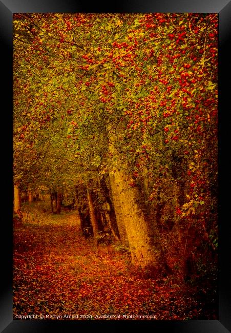 Artistic Autumn Woodland Framed Print by Martyn Arnold