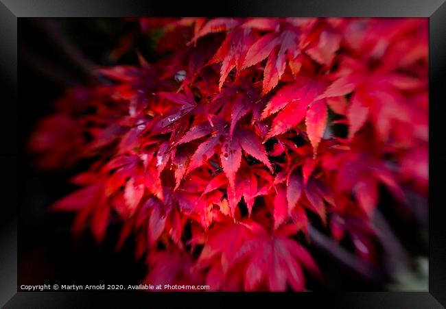 Autumn Acer Framed Print by Martyn Arnold