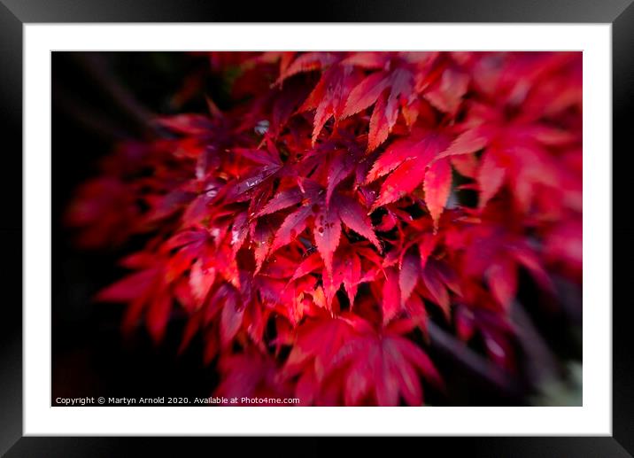 Autumn Acer Framed Mounted Print by Martyn Arnold