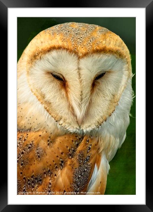 Barn Owl Portrait, British Birds of Prey Framed Mounted Print by Martyn Arnold
