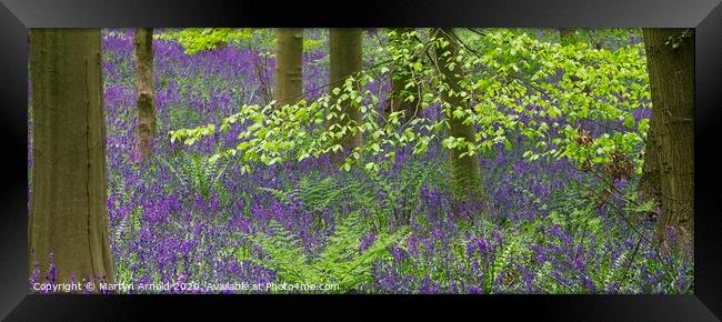 Spring Bluebells in a Woodland Framed Print by Martyn Arnold