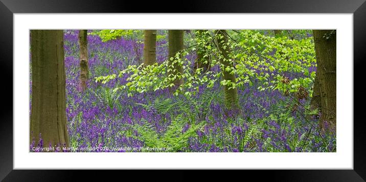 Spring Bluebells in a Woodland Framed Mounted Print by Martyn Arnold
