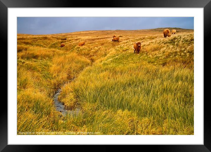 Moorland Cattle Framed Mounted Print by Martyn Arnold