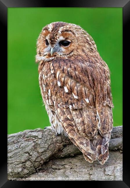 Tawny Owl, British Birds of Prey Framed Print by Martyn Arnold