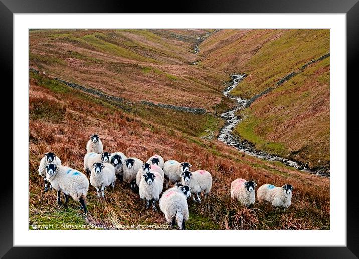 Swaledale Sheep in Weardale, North Pennines Landsc Framed Mounted Print by Martyn Arnold