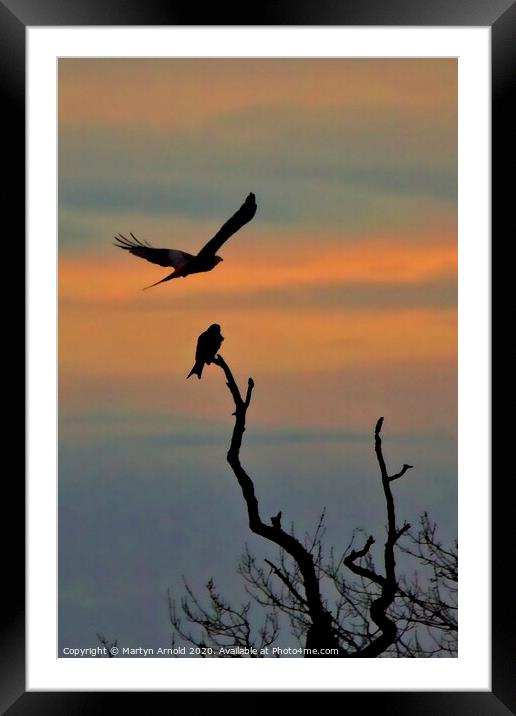 Red Kite Roost, Northamptonshire Framed Mounted Print by Martyn Arnold