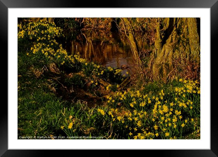 Daffodil Valley, Farndale, North York Moors, Yorks Framed Mounted Print by Martyn Arnold