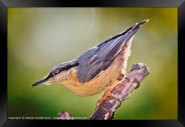 Nuthatch (Sitta europaea) Framed Print by Martyn Arnold