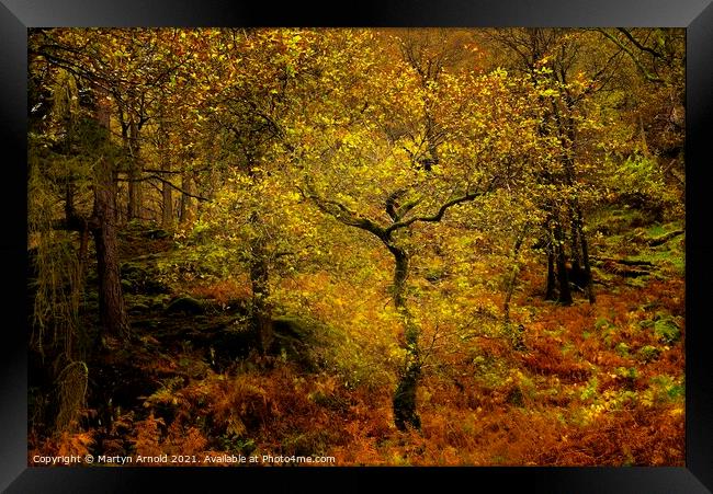 Autumn Woodland Framed Print by Martyn Arnold
