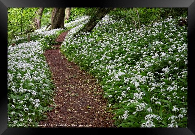 Wild Garlic Framed Print by Martyn Arnold