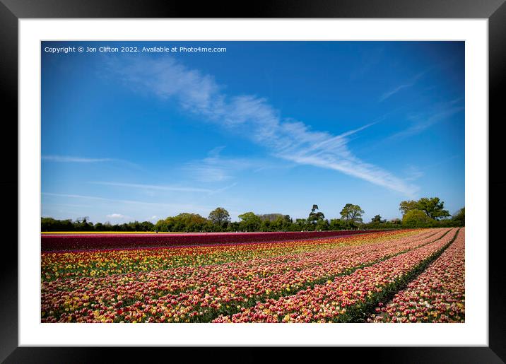 Norfolk Tulips - A Burst of Colour Framed Mounted Print by Jon Clifton