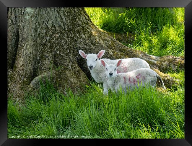 Sheltering Lambs Framed Print by Paula Connelly