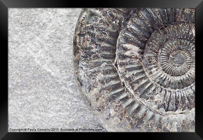 Ammonite Framed Print by Paula Connelly